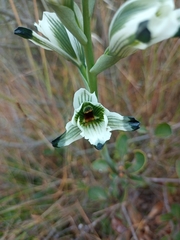 Chloraea bletioides