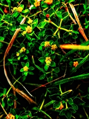 Euphorbia spinosa