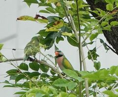 Psittacula alexandri