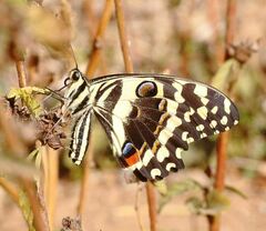 Papilio demodocus