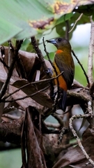 Ramphocelus passerinii