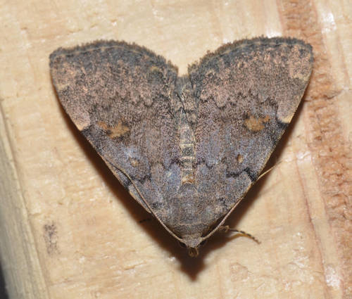 Common Idia Moth photo 4