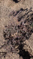 Euphorbia pediculifera