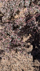 Euphorbia pediculifera