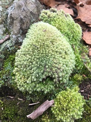 Leucobryum glaucum