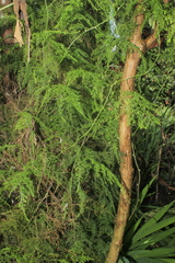 Asparagus setaceus