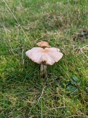 Cuphophyllus pratensis