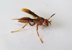 Polistes canadensis