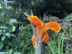 Canna × generalis