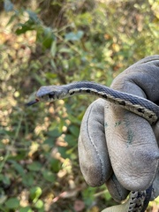 Thamnophis sirtalis semifasciatus