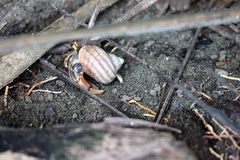 Coenobita compressus