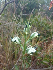 Chloraea bletioides