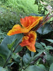 Canna × generalis