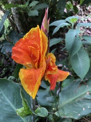 Canna × generalis