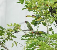 Psittacula alexandri