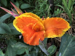 Canna × generalis