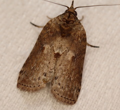 Nycteola indica