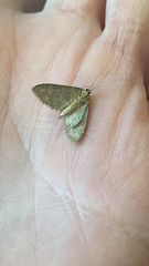 Herpetogramma licarsisalis