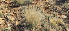 Aristida ternipes gentilis