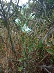 Chloraea bletioides