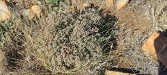 Euphorbia melanadenia