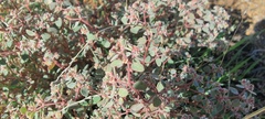 Euphorbia melanadenia