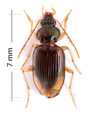 Bembidion postremum