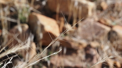Aristida ternipes gentilis