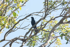 Eudynamys orientalis