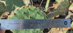 Opuntia engelmannii engelmannii