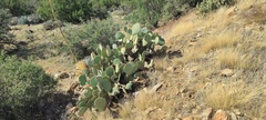 Opuntia engelmannii engelmannii