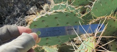 Opuntia engelmannii engelmannii
