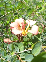 Bauhinia galpinii