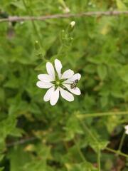 Stellaria chilensis