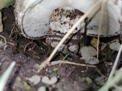 Agaricomycetes