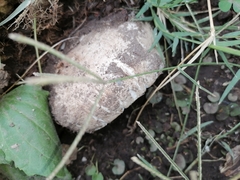 Agaricomycetes