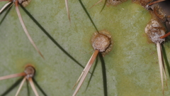 Opuntia engelmannii engelmannii