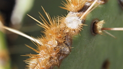 Opuntia engelmannii engelmannii