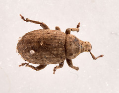 Romualdius scaber