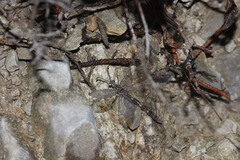 Neuroleon distichus