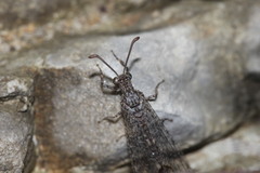 Neuroleon distichus