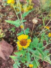 Verbesina encelioides