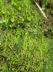 Solenostoma gracillimum