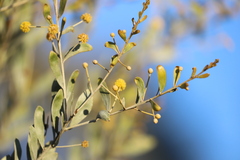 Acacia melleodora