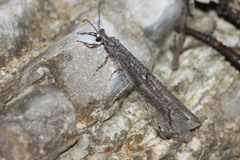 Neuroleon distichus