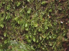 Solenostoma gracillimum