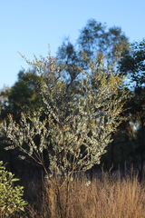 Acacia melleodora