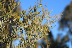 Acacia melleodora