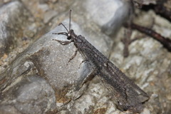 Neuroleon distichus