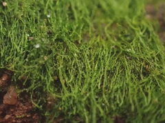 Solenostoma gracillimum